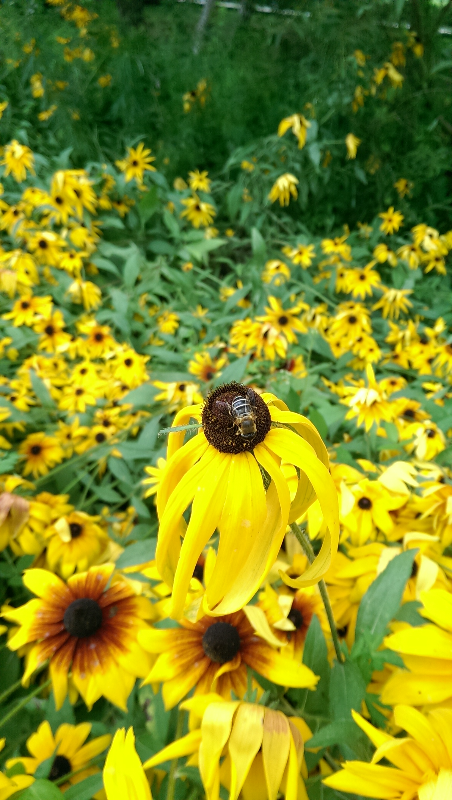 [Bee and sunflower]